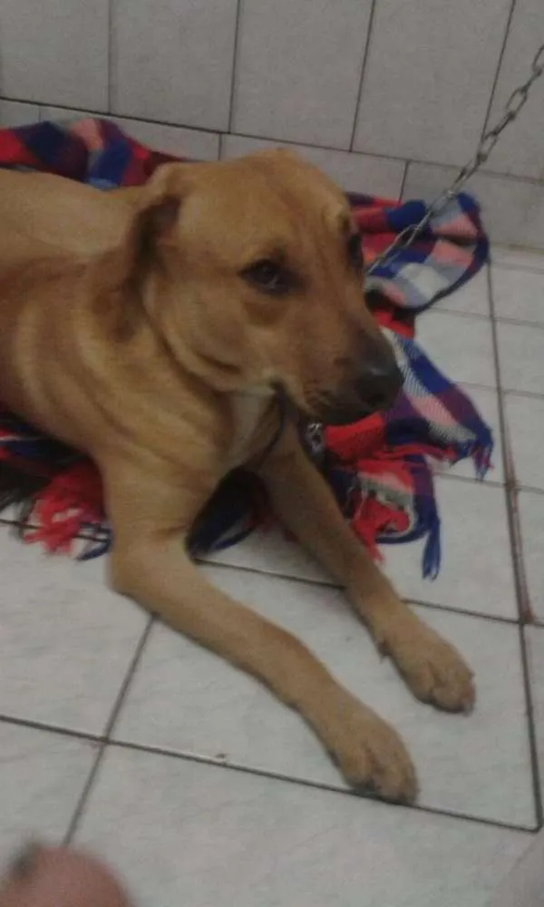 Cachorro ra a Pitbull com Fila Brasileiro idade 7 a 11 meses nome Vida