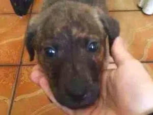 Cachorro raça vira-lata idade 2 a 6 meses nome thor