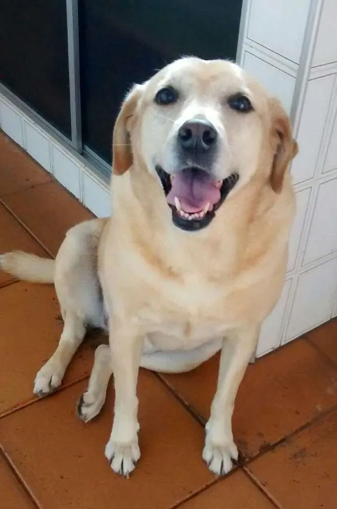 Cachorro ra a Mestiça Labrador idade 6 ou mais anos nome Sabrina 
