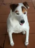 Bela