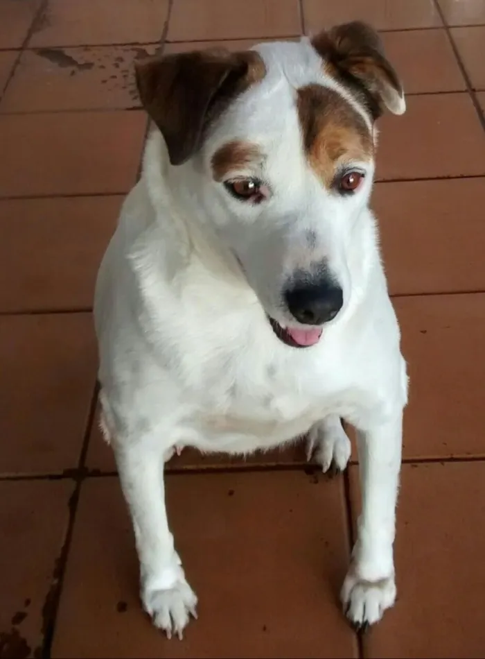 Cachorro ra a SRD idade 6 ou mais anos nome Bela