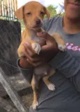 Micaelo