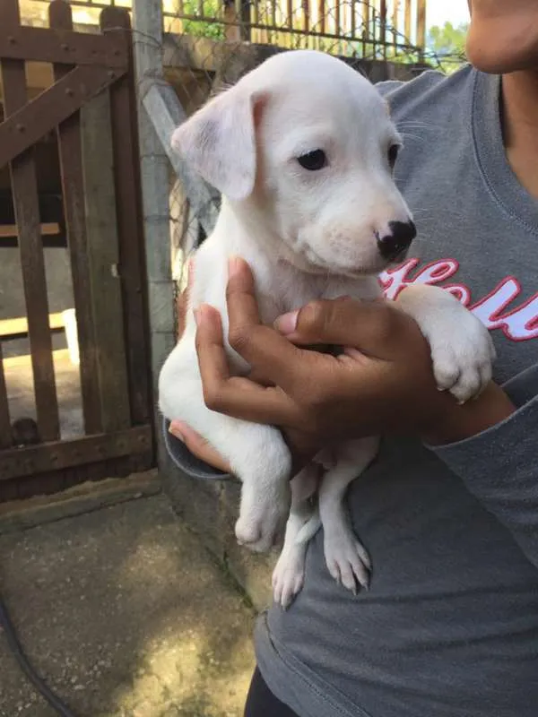 Cachorro ra a SRD idade 2 a 6 meses nome Boomer