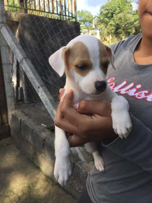 Cachorro ra a SRD idade 2 a 6 meses nome Billy