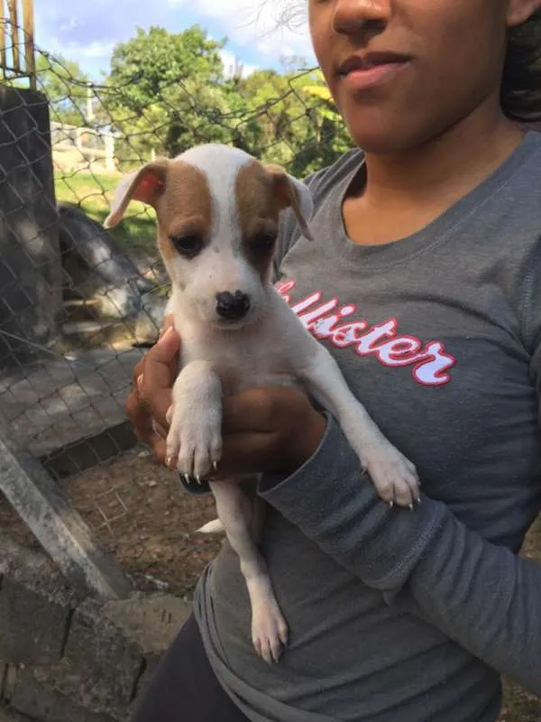 Cachorro ra a SRD idade 2 a 6 meses nome Fred