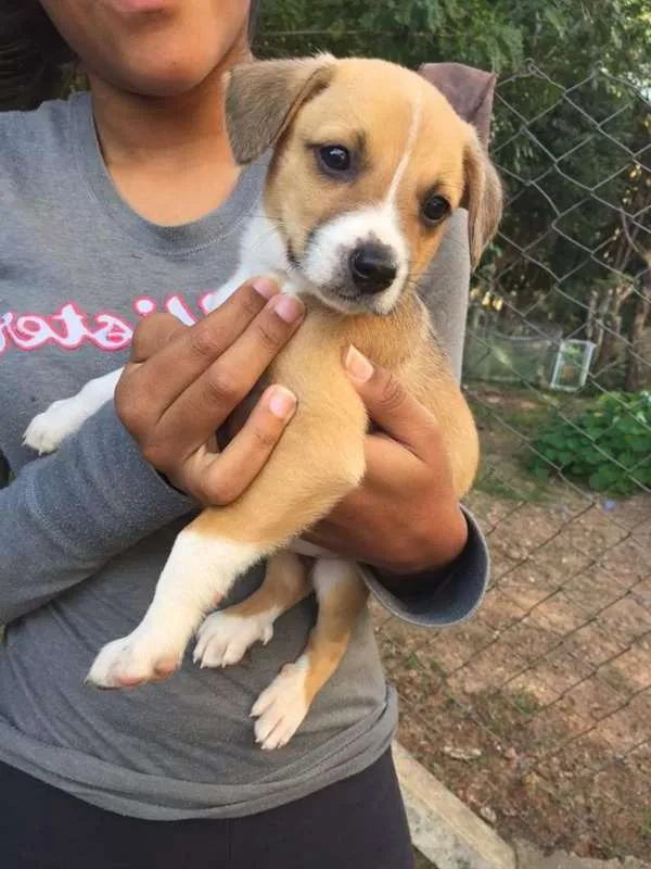 Cachorro ra a SRD idade 2 a 6 meses nome Johny