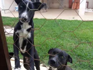 Cachorro raça  idade  nome Negão