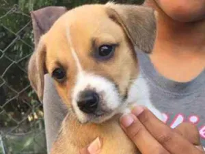 Cachorro raça SRD idade 2 a 6 meses nome Johny