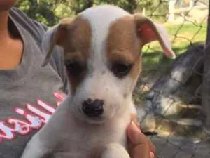 Cachorro raça SRD idade 2 a 6 meses nome Fred