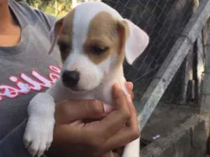 Cachorro raça SRD idade 2 a 6 meses nome Billy