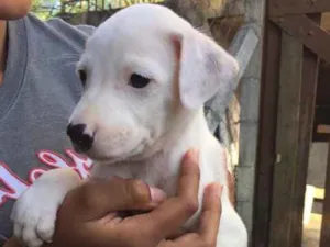 Cachorro raça SRD idade 2 a 6 meses nome Boomer