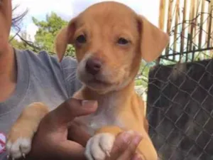 Cachorro raça SRD idade 2 a 6 meses nome Micaelo