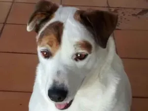 Cachorro raça SRD idade 6 ou mais anos nome Bela
