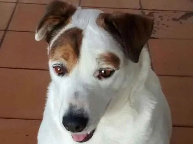 Cachorro ra a SRD idade 6 ou mais anos nome Bela
