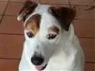 Cachorro raça SRD idade 6 ou mais anos nome Bela