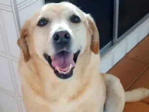 Cachorro raça Mestiça Labrador idade 6 ou mais anos nome Sabrina 