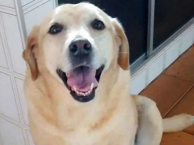 Cachorro ra a Mestiça Labrador idade 6 ou mais anos nome Sabrina 