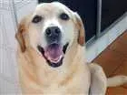 Cachorro raça Mestiça Labrador idade 6 ou mais anos nome Sabrina 