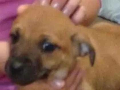 Cachorro ra a SRD idade 2 a 6 meses nome Bege Peludinho