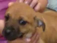 Bege Peludinho