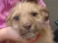 Bege Peludinho