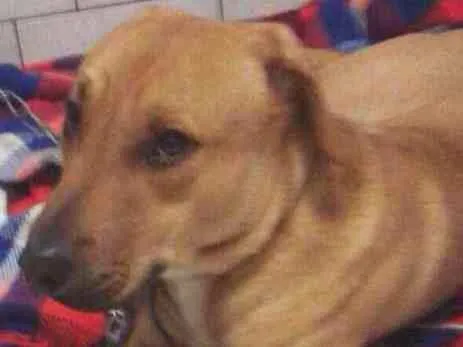 Cachorro ra a Pitbull com Fila Brasileiro idade 7 a 11 meses nome Vida