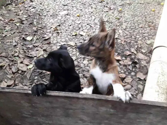 Cachorro ra a Vira- lata com akita idade 2 a 6 meses nome Não  tem