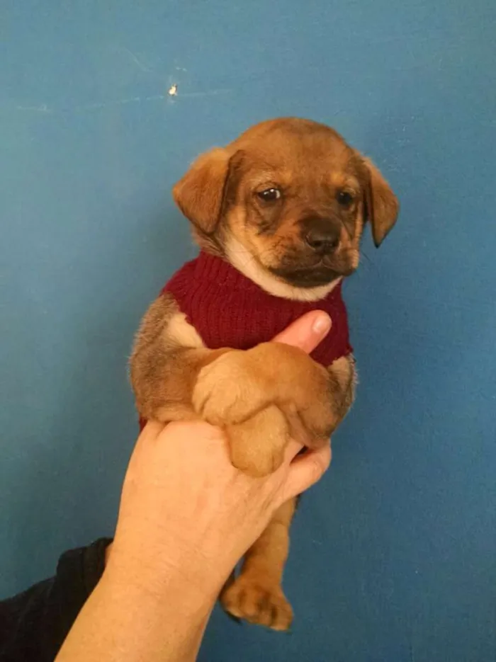 Cachorro ra a Srd  idade Abaixo de 2 meses nome Megan