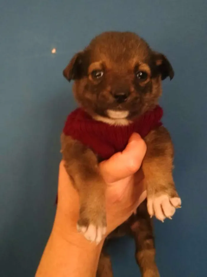 Cachorro ra a Srd  idade Abaixo de 2 meses nome Rony 