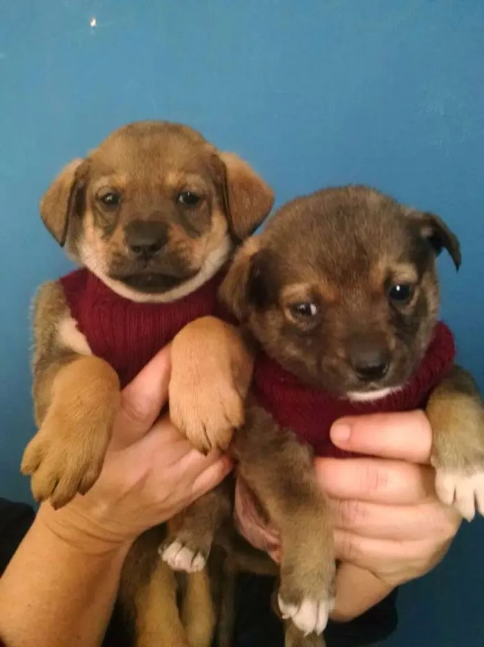 Cachorro ra a Srd  idade Abaixo de 2 meses nome Rony 