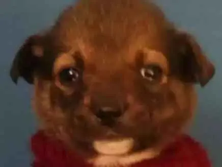 Cachorro ra a Srd  idade Abaixo de 2 meses nome Rony 
