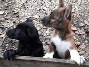 Cachorro raça Vira- lata com akita idade 2 a 6 meses nome Não  tem