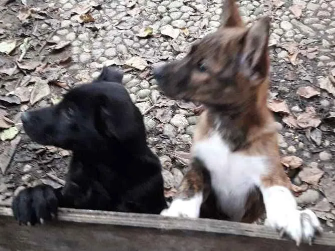 Cachorro ra a Vira- lata com akita idade 2 a 6 meses nome Não  tem