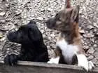 Cachorro raça Vira- lata com akita idade 2 a 6 meses nome Não  tem