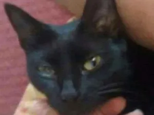 Gato raça Sem raça idade 3 anos nome Noob