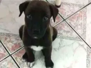 Cachorro raça SRD idade 2 a 6 meses nome Thor
