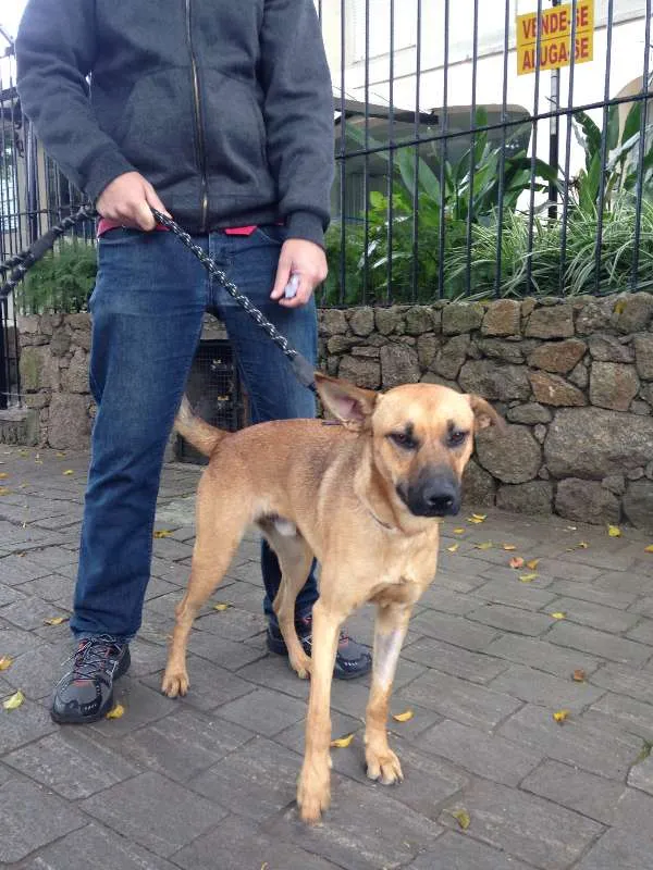 Cachorro raça SRD idade 2 anos nome Marrone