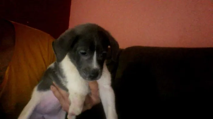 Cachorro ra a Labrador/viralata  idade Abaixo de 2 meses nome sem nome