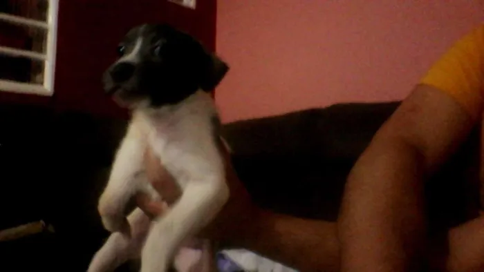 Cachorro ra a Labrador/viralata  idade Abaixo de 2 meses nome sem nome