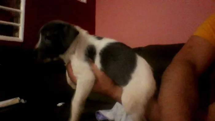 Cachorro ra a Labrador/viralata  idade Abaixo de 2 meses nome sem nome
