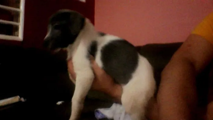 Cachorro ra a Labrador/viralata  idade Abaixo de 2 meses nome sem nome