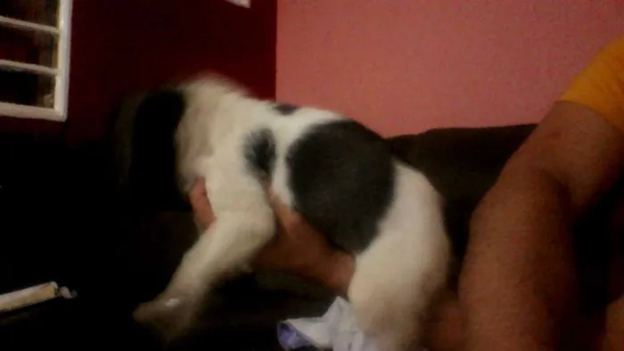 Cachorro ra a Labrador/viralata  idade Abaixo de 2 meses nome sem nome