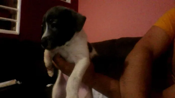 Cachorro ra a Labrador/viralata  idade Abaixo de 2 meses nome sem nome