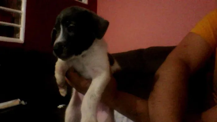 Cachorro ra a Labrador/viralata  idade Abaixo de 2 meses nome sem nome