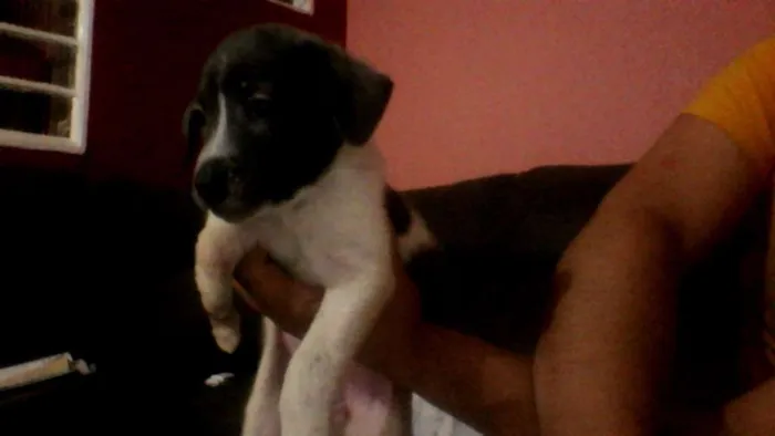 Cachorro ra a Labrador/viralata  idade Abaixo de 2 meses nome sem nome