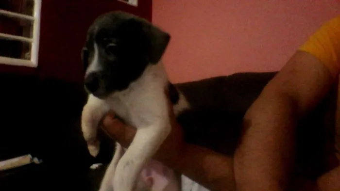 Cachorro ra a Labrador/viralata  idade Abaixo de 2 meses nome sem nome