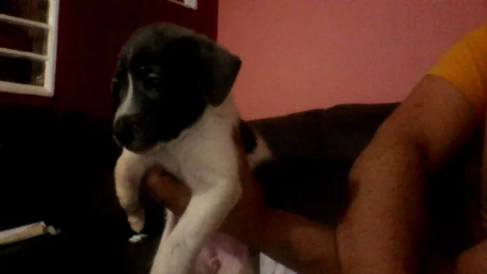 Cachorro ra a Labrador/viralata  idade Abaixo de 2 meses nome sem nome
