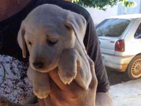 Cachorro ra a Mestiço Fox idade Abaixo de 2 meses nome Sem nome