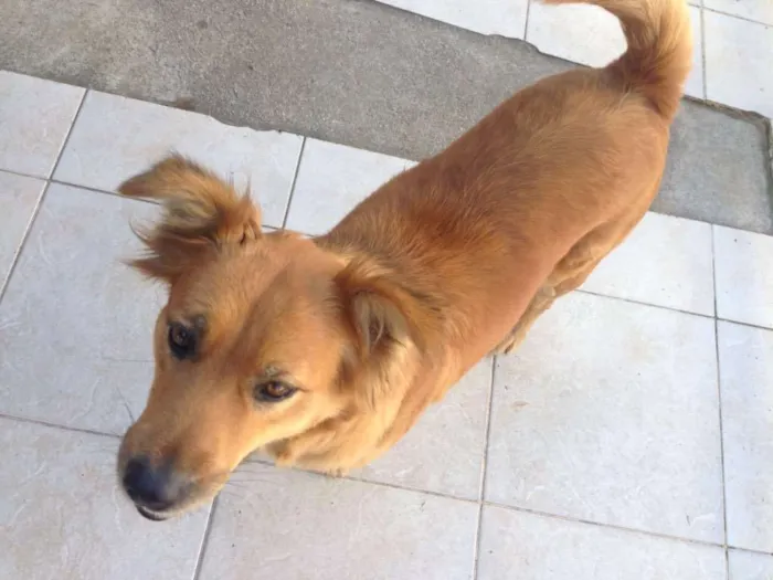 Cachorro ra a Sem raça definida  idade 2 anos nome Marcelina e Filomena