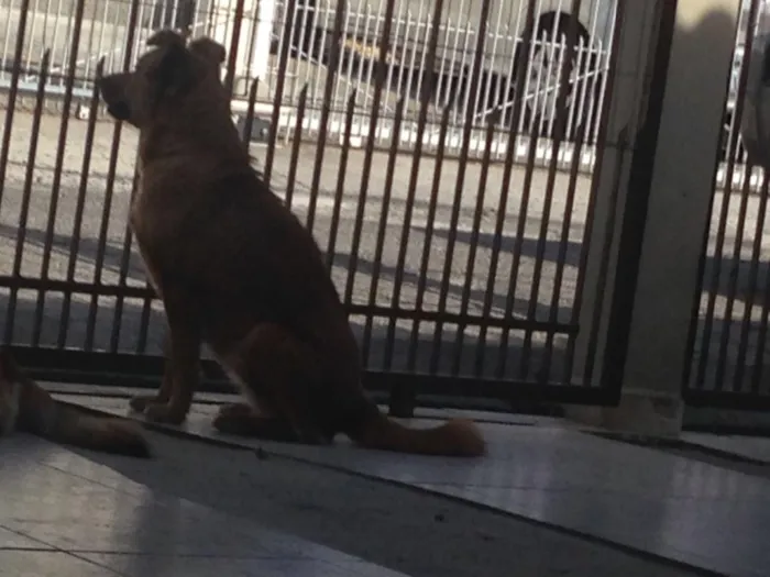 Cachorro ra a Sem raça definida  idade 2 anos nome Marcelina e Filomena